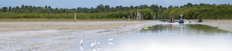 “The Golden Bay” A Treasure Trove…from the Mangrove Forest