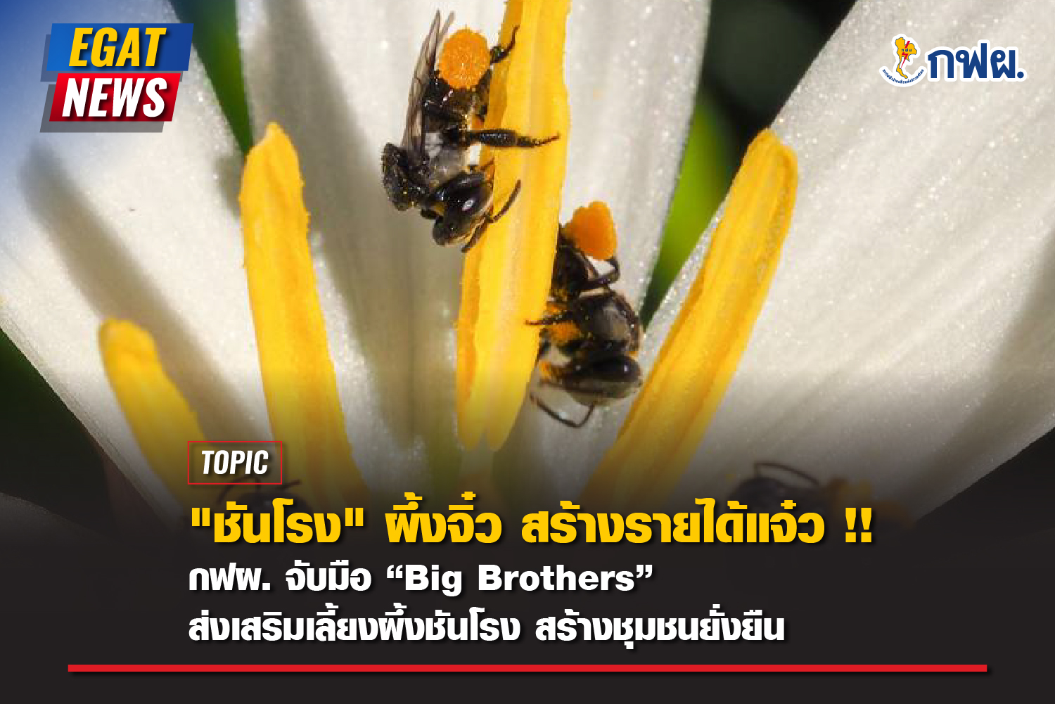 EGAT – Big Brothers to support stingless beekeeping and product development for sustainability