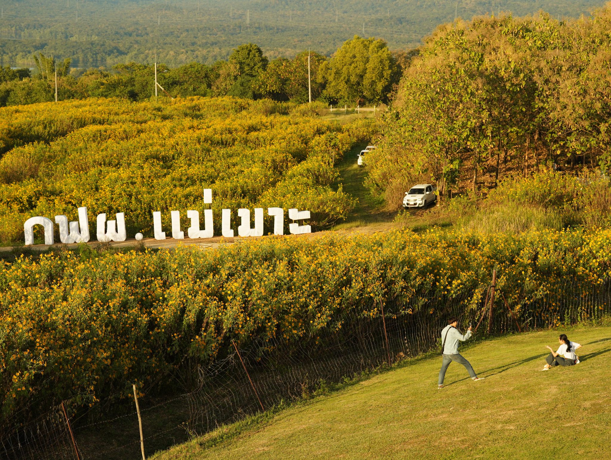 Tourists flock to Mae Moh Festival 2022 to enjoy blooming Mexican sunflowers, music, and sports