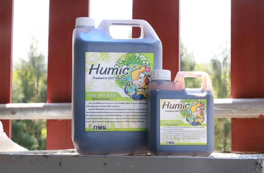 “Miracle Humic” Revitalizes Soil and Boosts Durian Yields for Thai Farmers